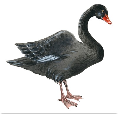 Black Swan (Cygnus Atratus) Illustration