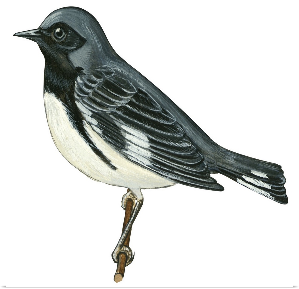 Educational illustration of the black-throated blue warbler.