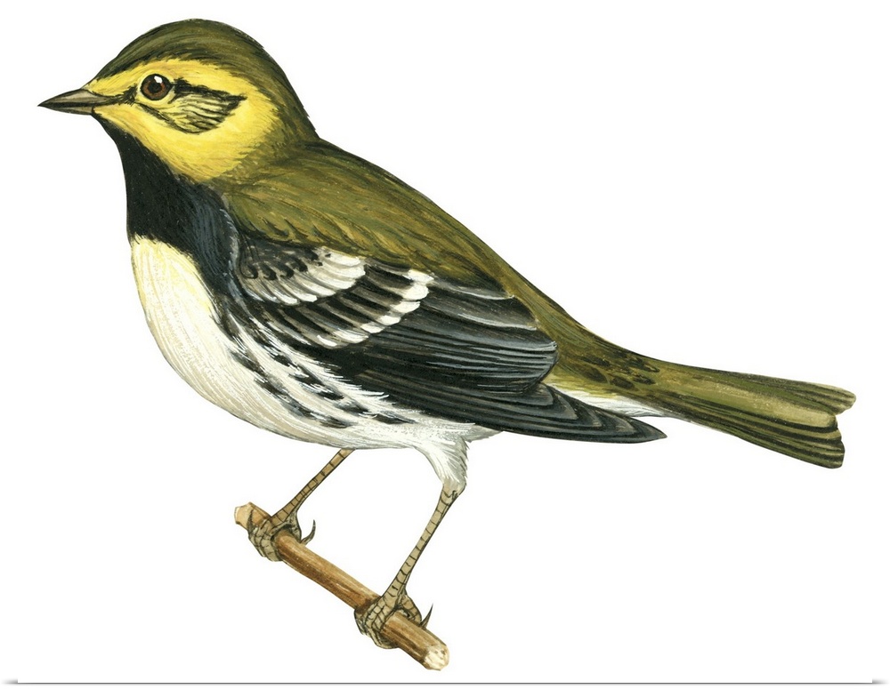Educational illustration of the black-throated green warbler.