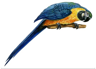 Blue-And-Yellow Macaw (Ara Araruna) Illustration