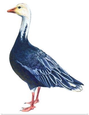 Blue Goose (Chen Caerulescens) Illustration