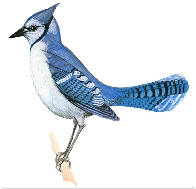 Blue Jay (Cyanocitta Cristata) Illustration