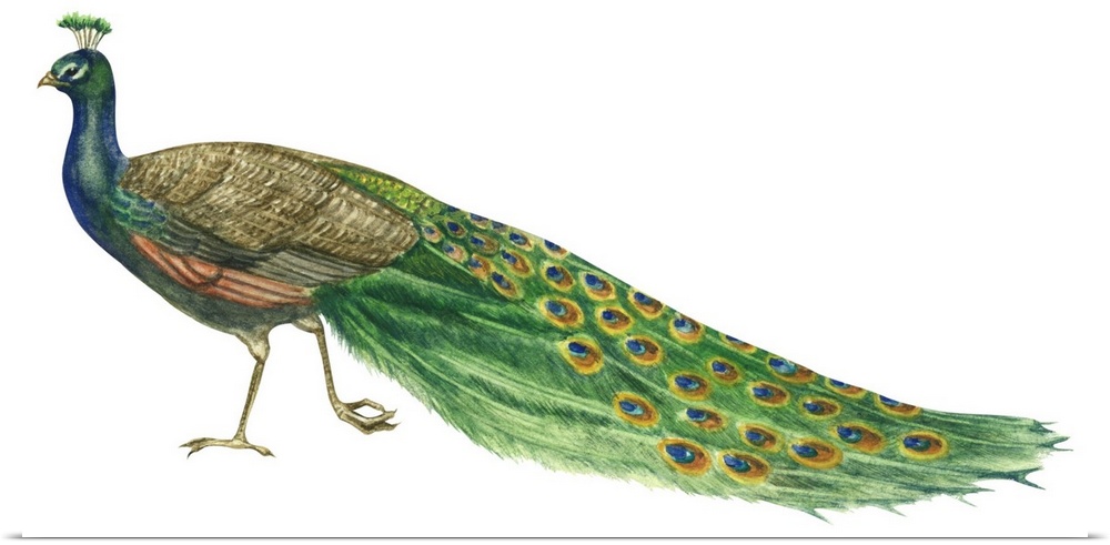 Educational illustration of the blue or Indian peacock.
