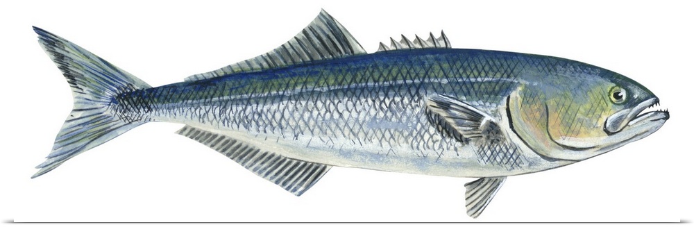 Bluefish (Pomatomus Saltatrix)