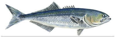 Bluefish (Pomatomus Saltatrix)