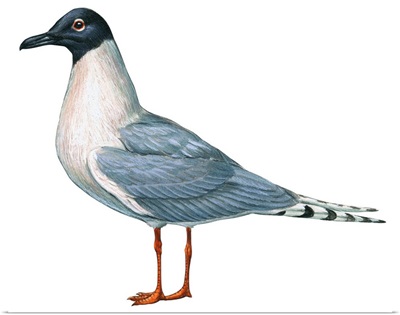 Bonaparte's Gull (Larus Philadelphia) Illustration