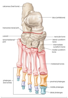 Bones of the foot - dorsal view. skeletal system