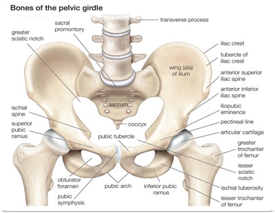 Bones of the pelvic girdle. skeletal system