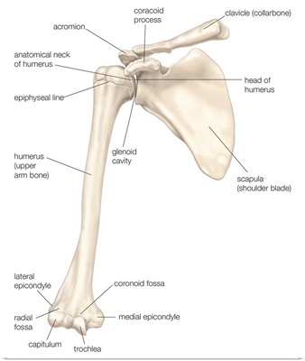 Bones of the shoulder - anterior view. skeletal system
