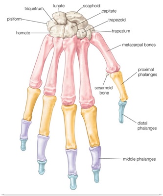 Bones of the wrist and hand - dorsal view. skeletal system