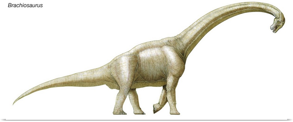 An illustration from Encyclopaedia Britannica of the dinosaur Brachiosaurus.