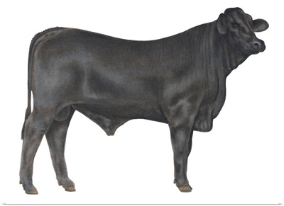 Brangus Bull, Beef Cattle