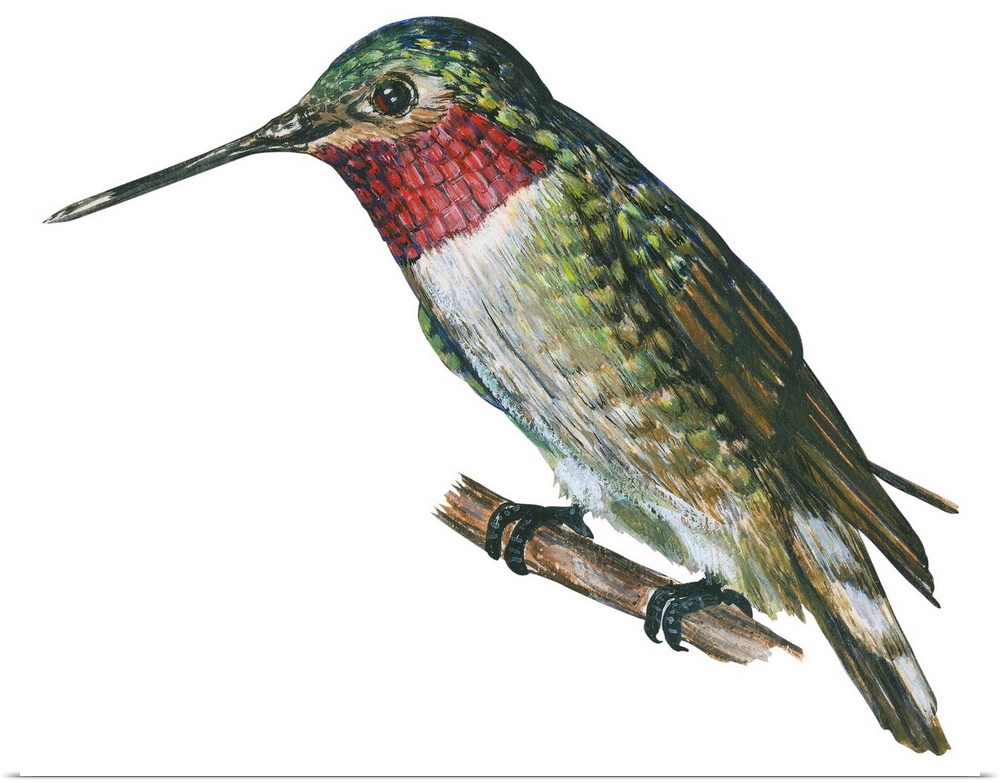 Educational illustration of the broad-tailed hummingbird.