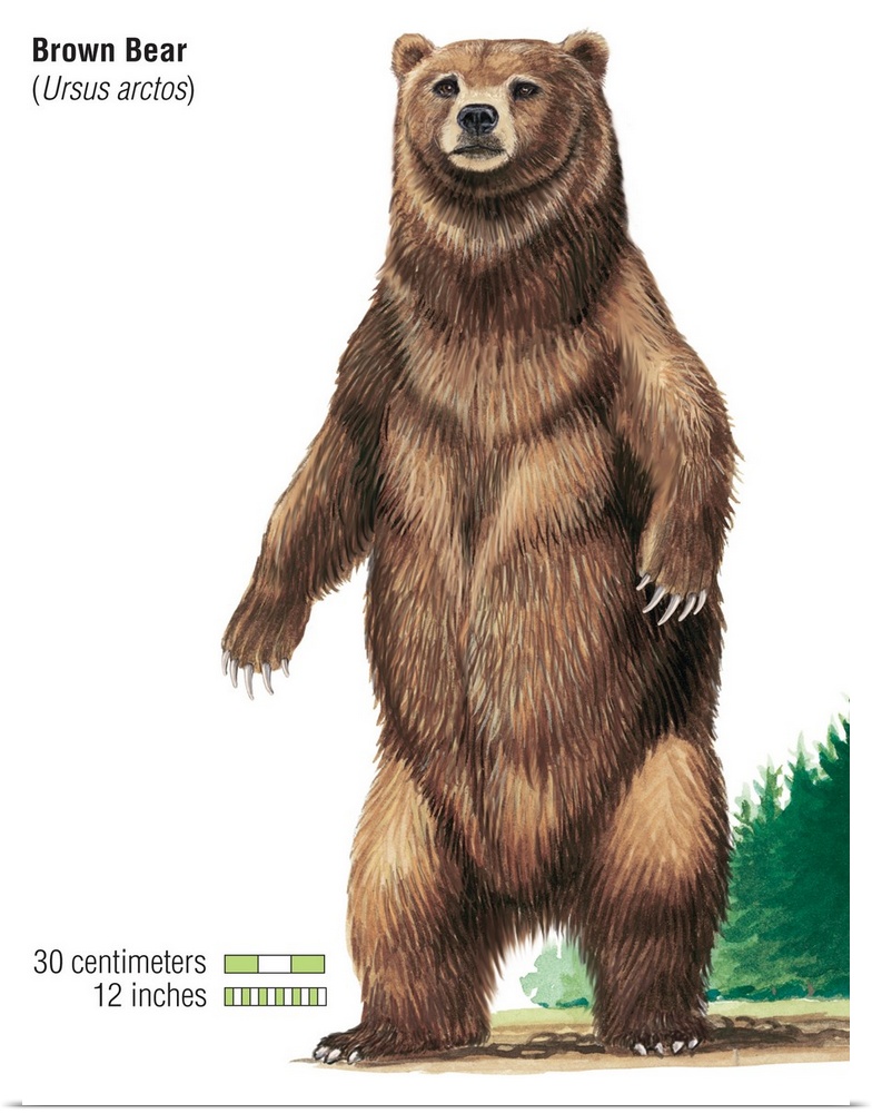Brown Bear (Ursus Arctos)