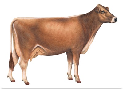 Brown Swiss Cow, Dairy Cattle