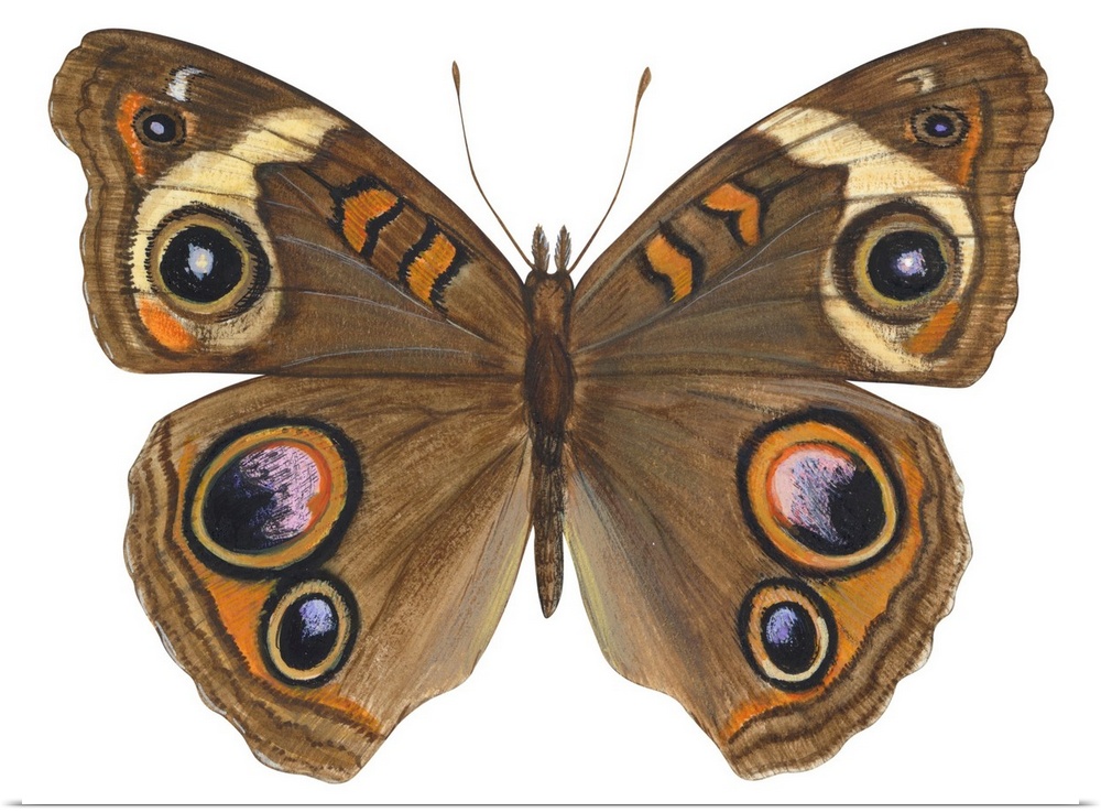 Buckeye Butterfly (Precis Lavinia)