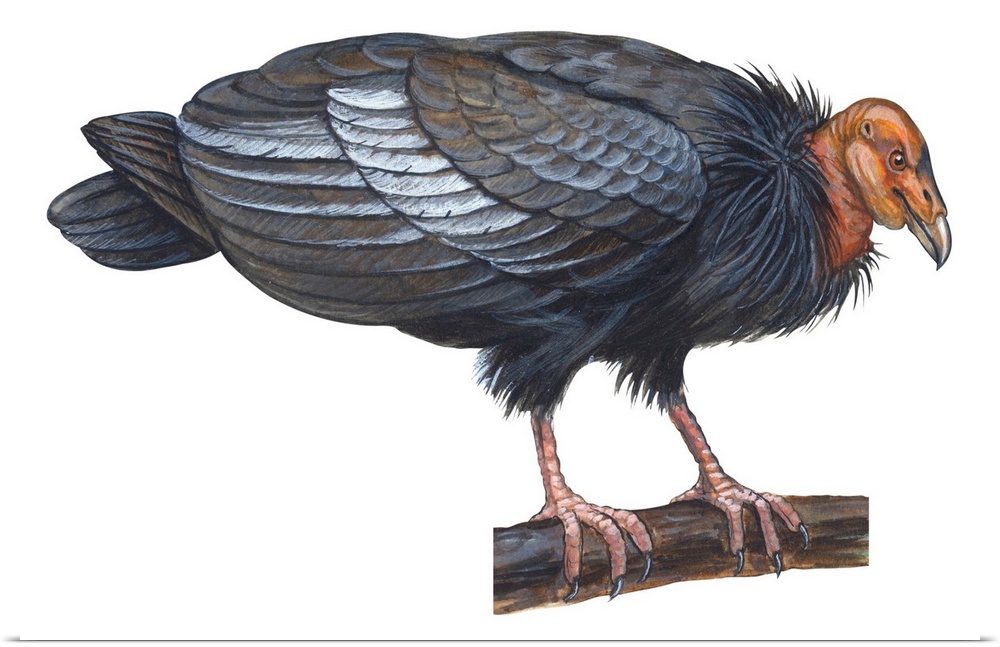Educational illustration of the California condor.