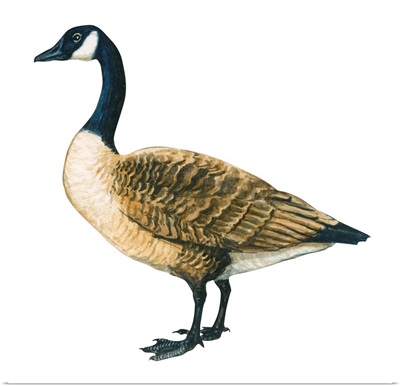 Canada Goose (Branta Canadensis) Illustration