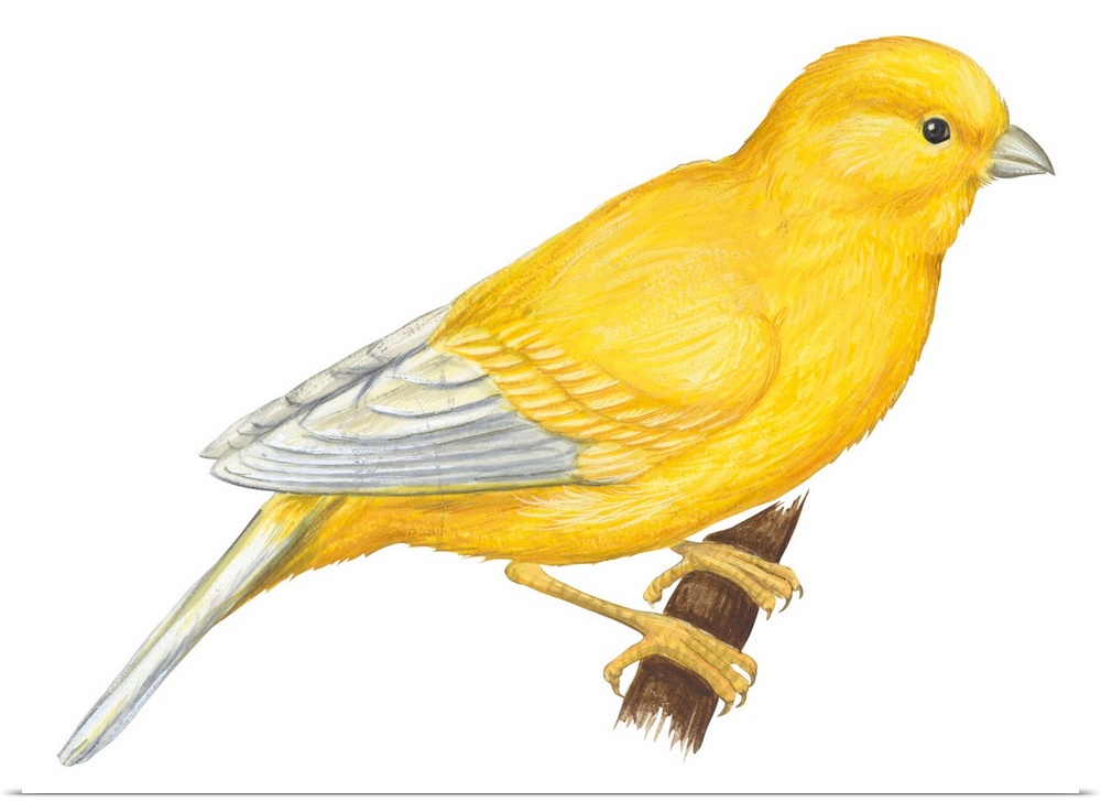 Educational illustration of a canary.