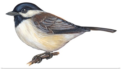 Carolina Chickadee (Parus Carolinensis) Illustration