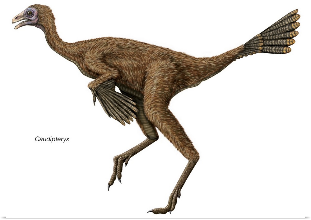 An illustration from Encyclopaedia Britannica of the dinosaur Caudipteryx.