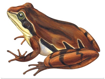 Chorus Frog (Pseudacris Ornata)  Illustration