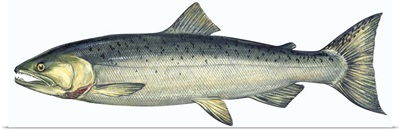 Coho (Oncorhynchus Kisutch), Silver Salmon