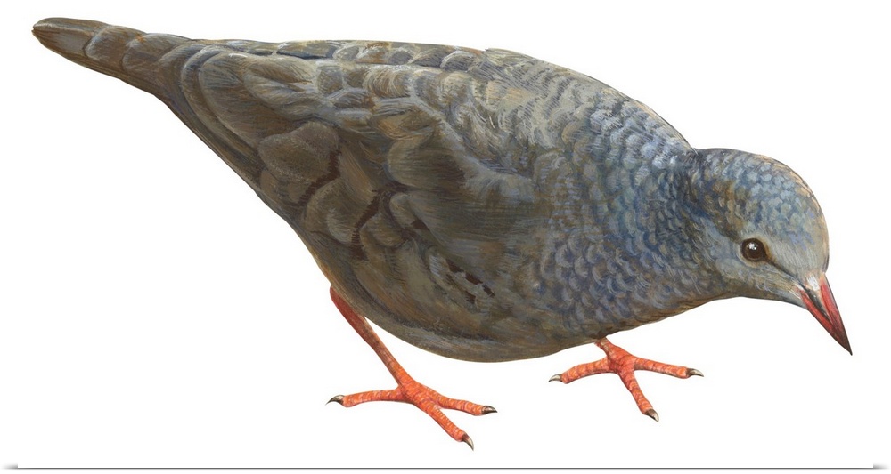 Educational illustration of the common ground dove.