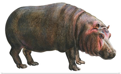 Common Hippopotamus (Hippopotamus Amphibius)