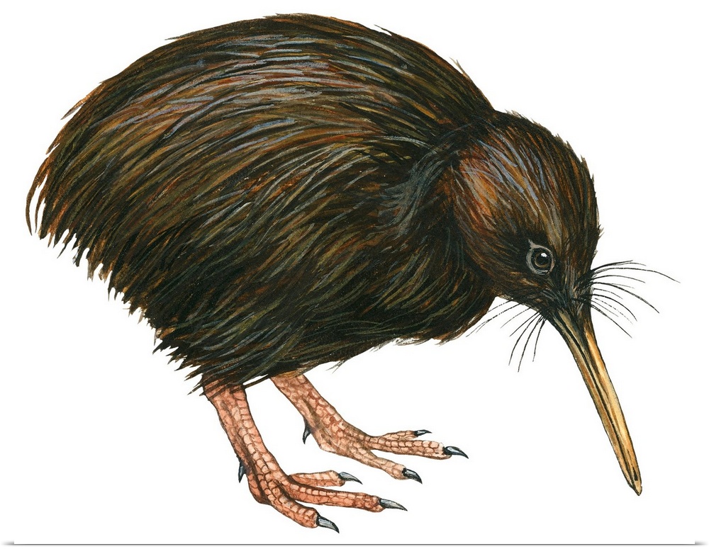 Educational illustration of the common kiwi.