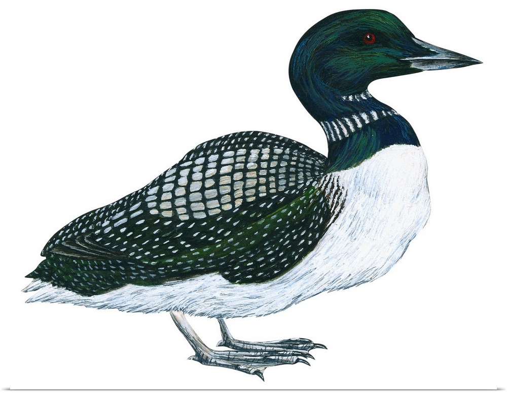 Educational illustration of the common loon.