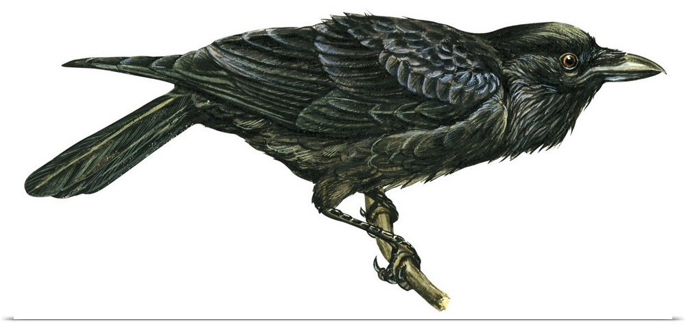 Educational illustration of the common raven.