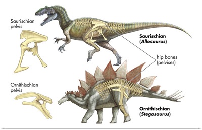 Comparing Saurischian and Ornithischian Pelvises