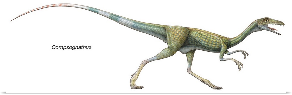 An illustration from Encyclopaedia Britannica of the dinosaur Compsognathus.
