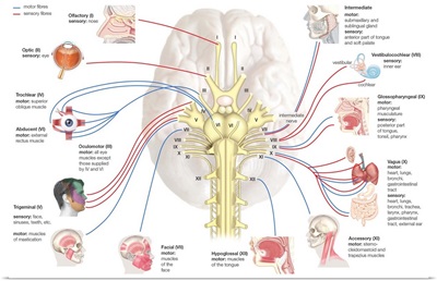 Cranial nerves. nervous system