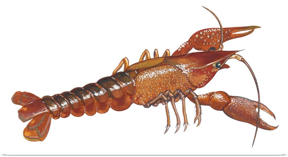 Educational illustration of a crayfish.