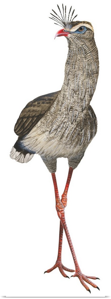 Educational illustration of the crested seriema.