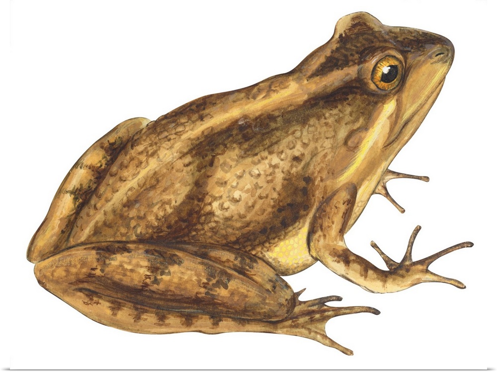 Educational illustration of the cricket frog.