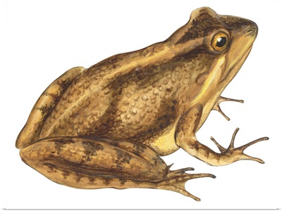 Cricket Frog (Acris Gryllus) Illustration