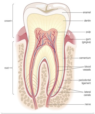 Cross section of an adult molar. dentistry, tooth, teeth