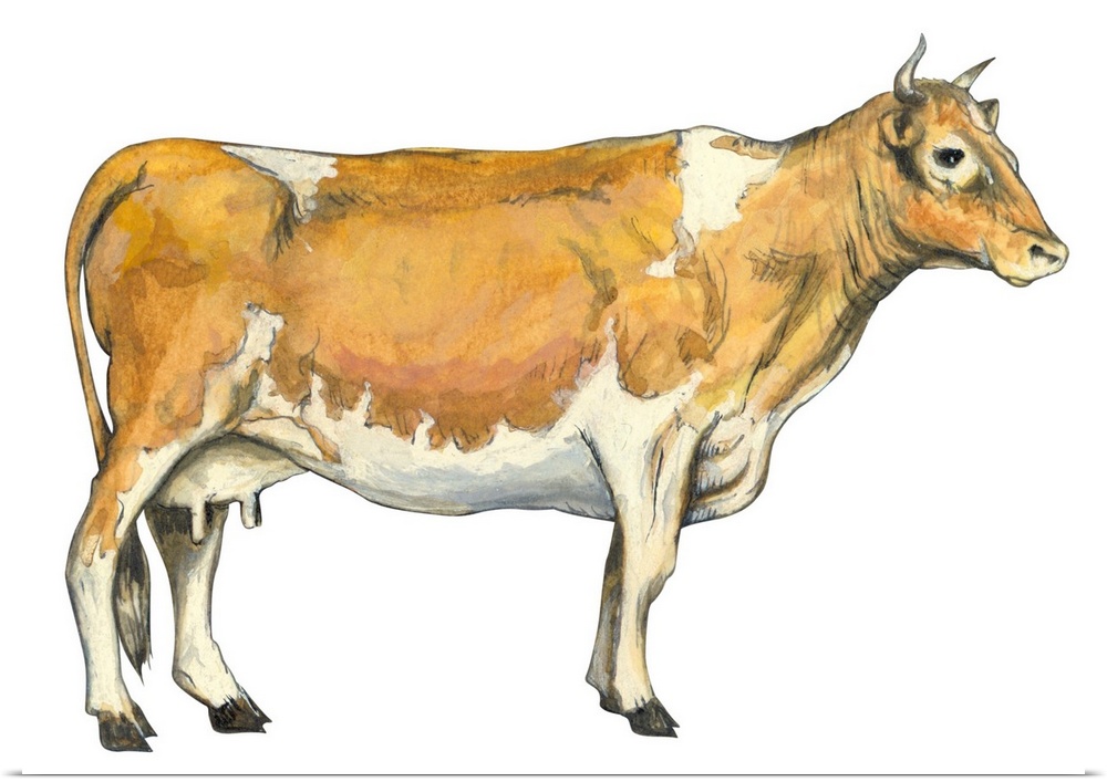 Dairy Cattle (Bos Taurus)