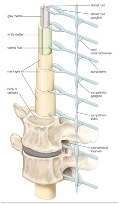 Diagram of spinal cord, vertebrae, and sympathetic trunk. nervous system