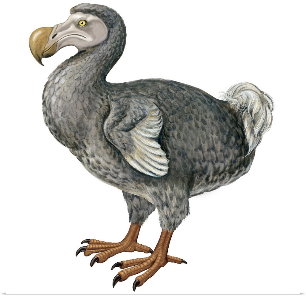 Educational illustration of the dodo.