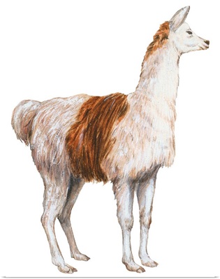 Domestic Llama (Lama Glama)