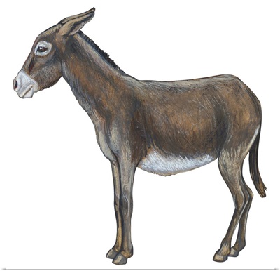 Donkey (Equus Asinus)