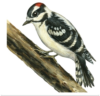 Downy Woodpecker (Dendrocopus Pubescens) Illustration