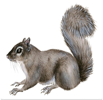 Eastern Gray Squirrel (Sciurus Carolinensis)