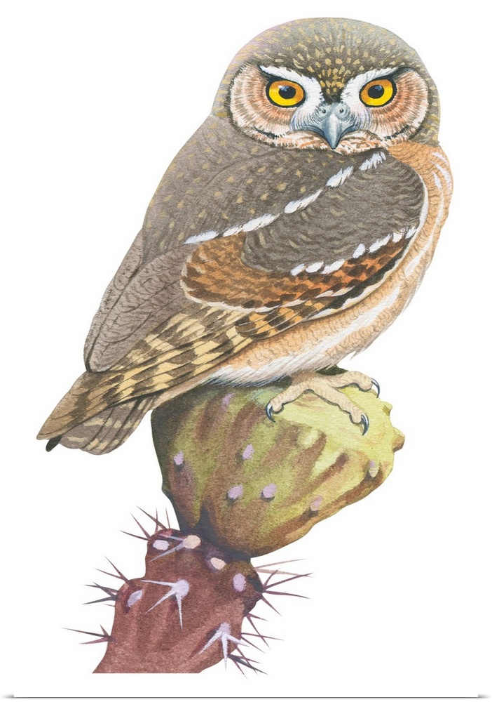Educational illustration of the elf owl.
