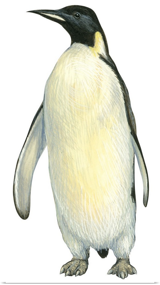 Educational illustration of the emperor penguin.