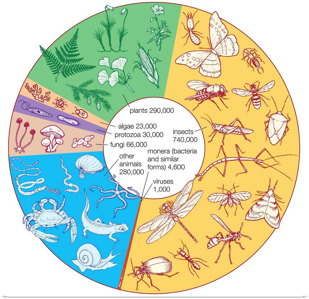 Estimated Number Of Known Living Species